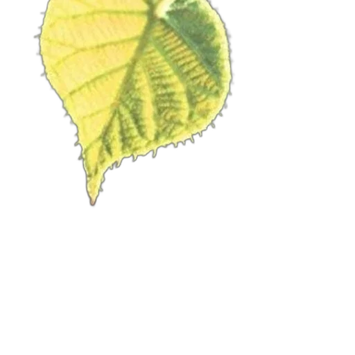 flower, staff, dragon, umbrella transparent PNG cut-out