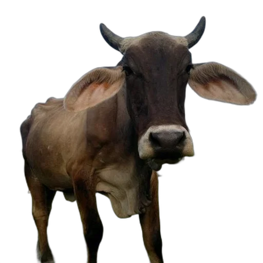 animal, face, creature, mask transparent PNG cut-out