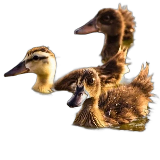 animal, creature, 3d render, photorealistic transparent PNG cut-out