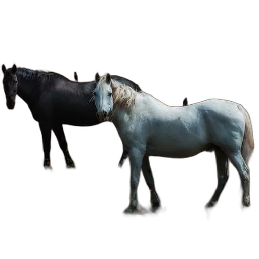 animal, creature, dragon, staff transparent PNG cut-out