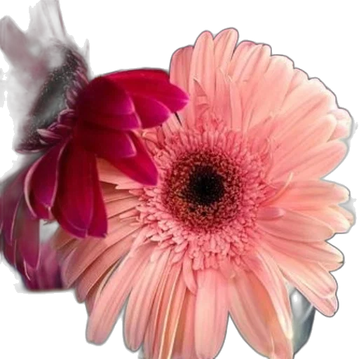 flower, crown, jewelry, staff transparent PNG cut-out