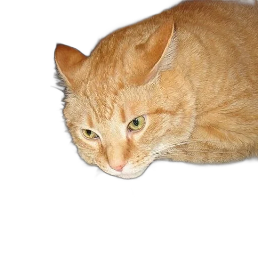 animal, staff, creature, face transparent PNG cut-out