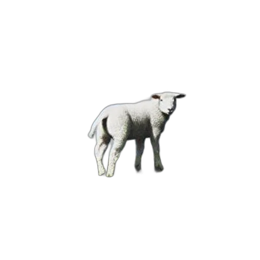 animal, staff, jewelry, creature transparent PNG cut-out