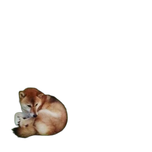 animal, creature, staff, food transparent PNG cut-out
