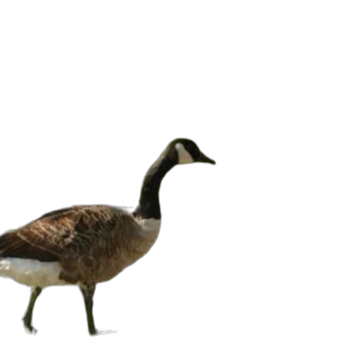 animal, creature, jacket, staff transparent PNG cut-out