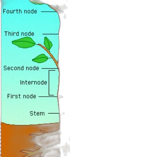 bottle, tree, staff, robot transparent PNG cut-out