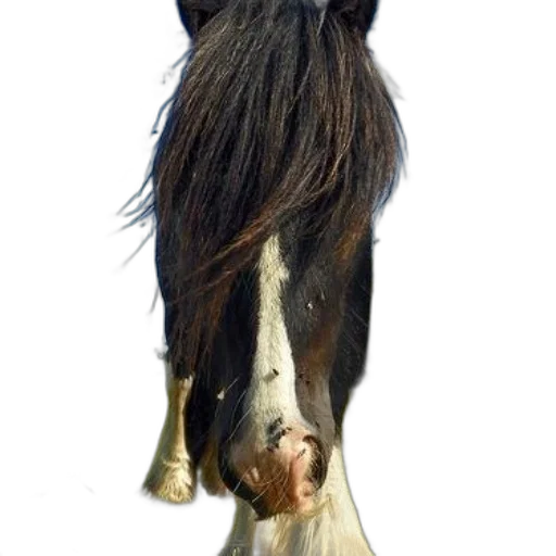 animal, hair, staff, hat transparent PNG cut-out