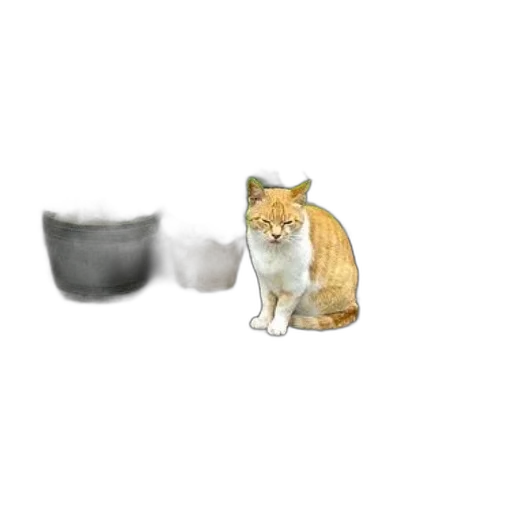 food, animal, hat, jewelry transparent PNG cut-out