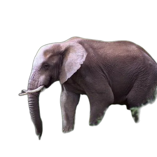 animal, creature, staff, hat transparent PNG cut-out