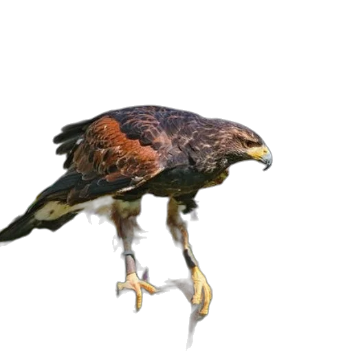 animal, creature, dragon, weapon transparent PNG cut-out