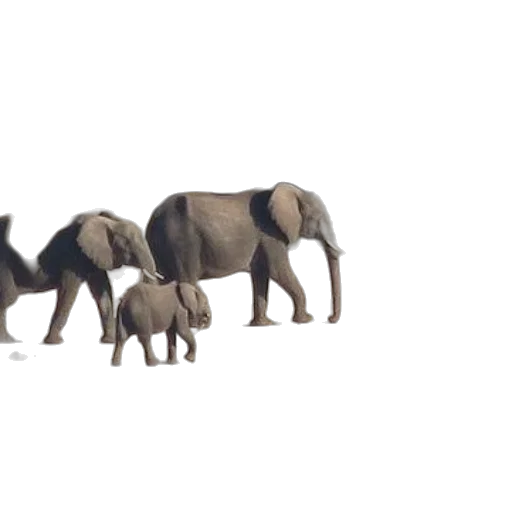 animal, creature, concept art, 3d render transparent PNG cut-out