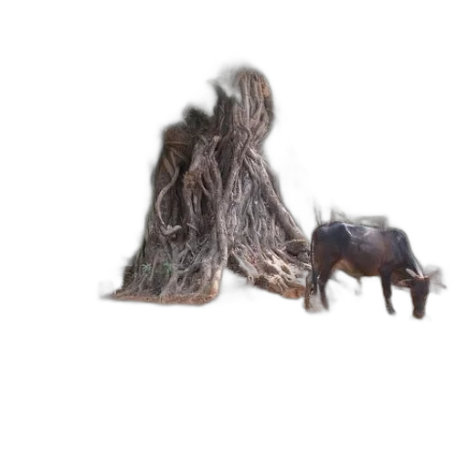 animal, creature, hair, tree transparent PNG cut-out