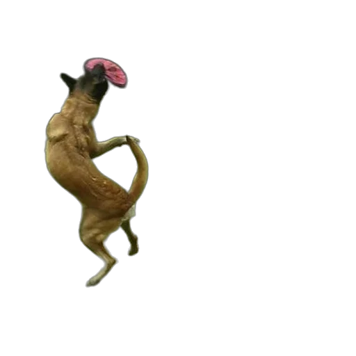 creature, animal, dragon, mask transparent PNG cut-out