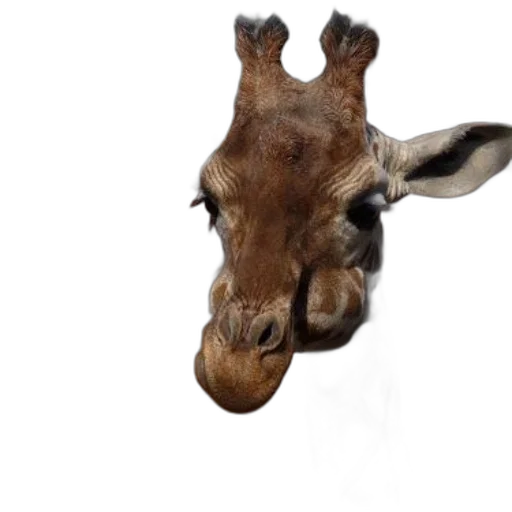 animal, face, creature, mask transparent PNG cut-out