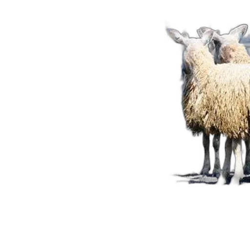 animal, 3d render, concept art, photorealistic transparent PNG cut-out