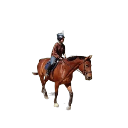 animal, staff, hat, jacket transparent PNG cut-out