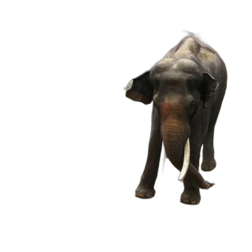 animal, creature, staff, hat transparent PNG cut-out