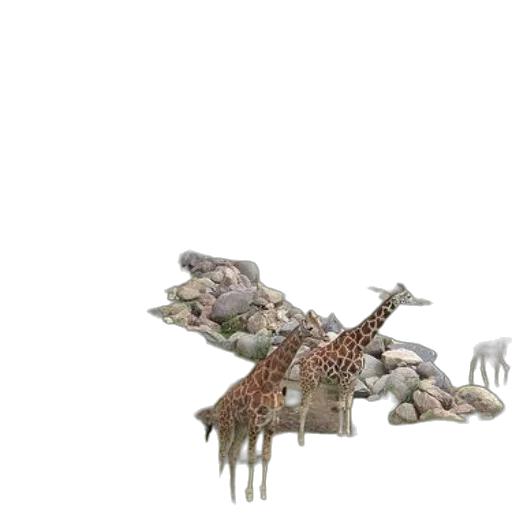 animal, creature, weapon, dragon transparent PNG cut-out