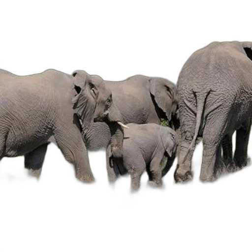 animal, jewelry, creature, weapon transparent PNG cut-out