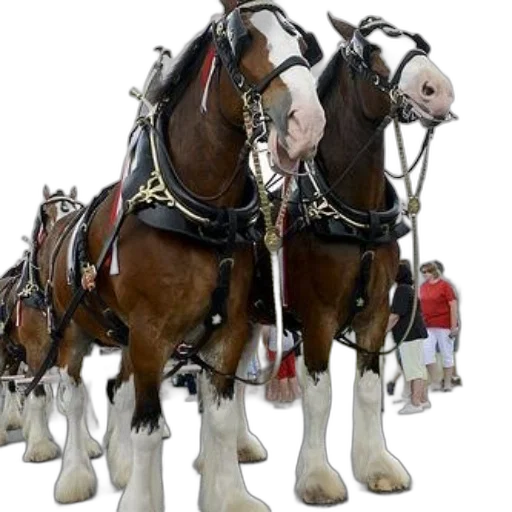 staff, group, clydesdale, horses transparent PNG cut-out