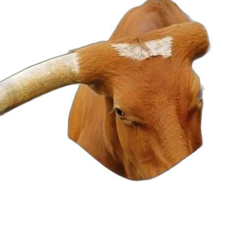 animal, mask, hat, face transparent PNG cut-out