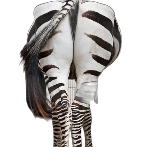 hair, jacket, animal, shoes transparent PNG cut-out