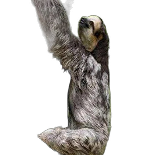 animal, staff, creature, hair transparent PNG cut-out