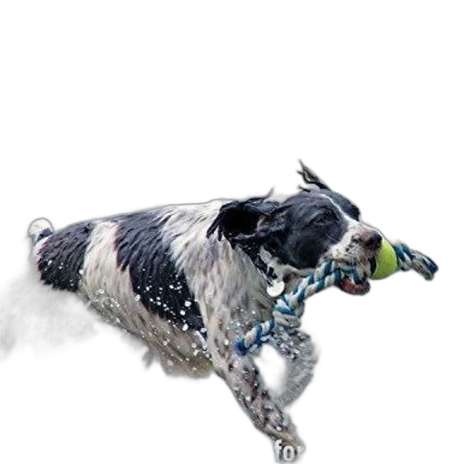 dragon, animal, creature, staff transparent PNG cut-out