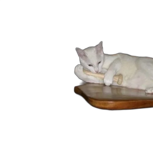 furniture, food, animal, shoes transparent PNG cut-out