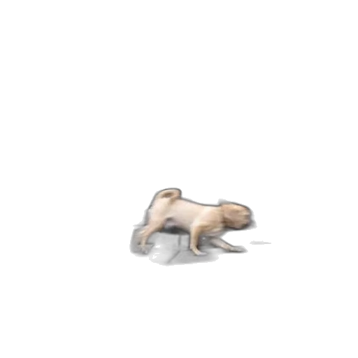 animal, creature, hair, shoes transparent PNG cut-out