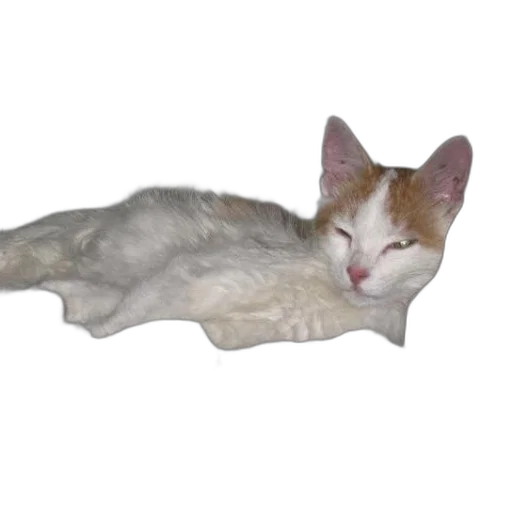 animal, creature, staff, dragon transparent PNG cut-out