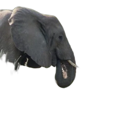 animal, creature, shoes, hat transparent PNG cut-out