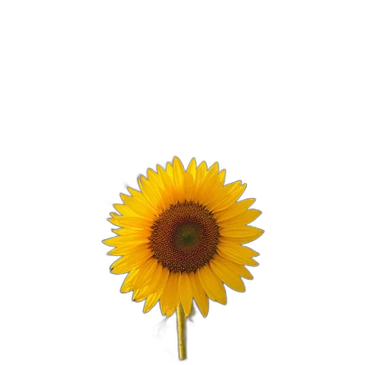 flower, staff, jewelry, umbrella transparent PNG cut-out