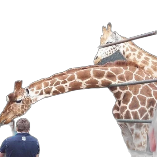 animal, staff, umbrella, two transparent PNG cut-out