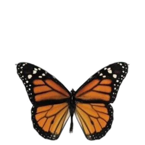 animal, creature, crown, jewelry transparent PNG cut-out