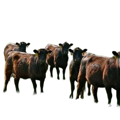 animal, food, crown, jewelry transparent PNG cut-out
