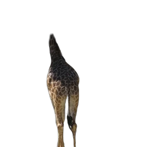 staff, animal, creature, hair transparent PNG cut-out