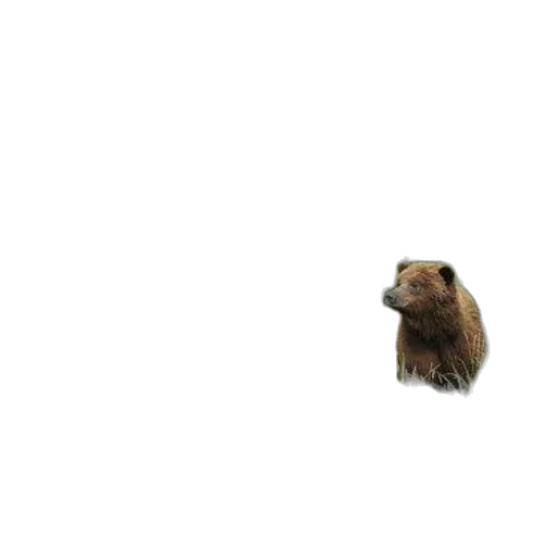 animal, hair, creature, face transparent PNG cut-out