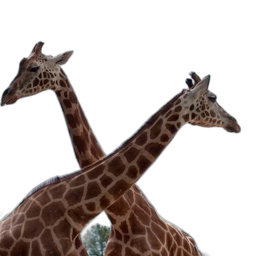 animal, creature, hat, face transparent PNG cut-out
