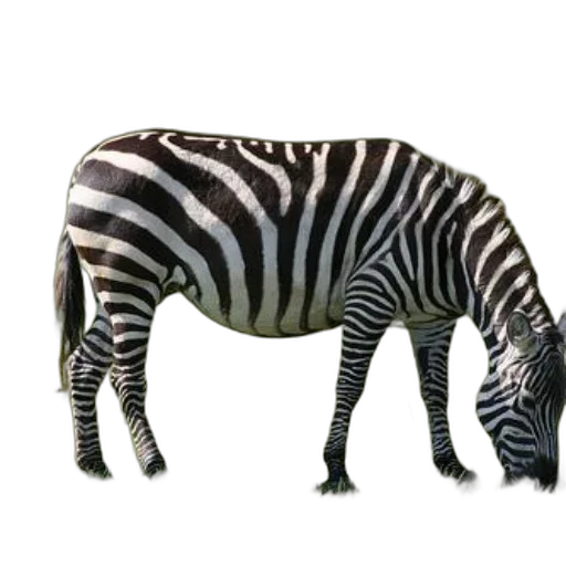 animal, creature, furniture, staff transparent PNG cut-out