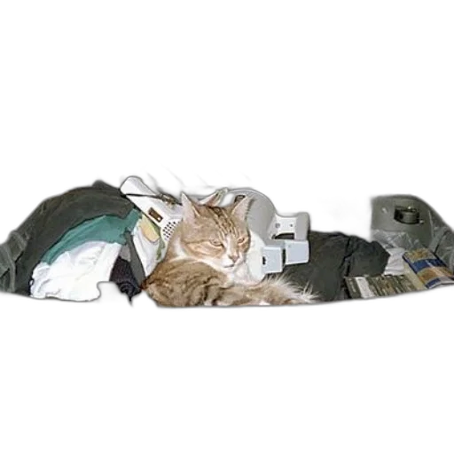 jacket, hat, shoes, animal transparent PNG cut-out