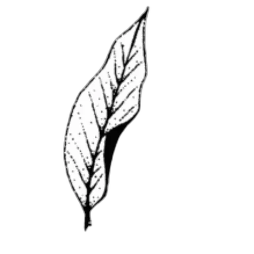 tree, crown, staff, hair transparent PNG cut-out