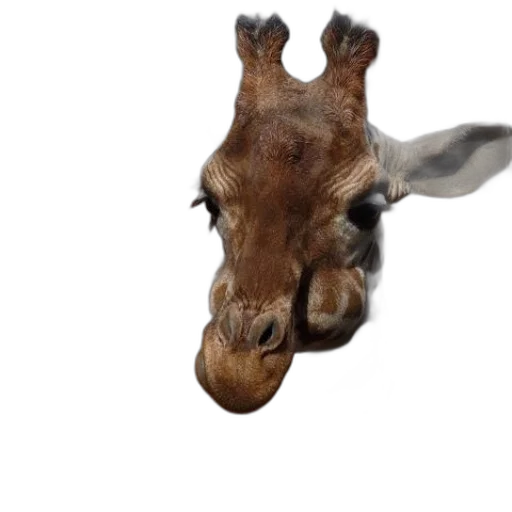 animal, creature, face, mask transparent PNG cut-out