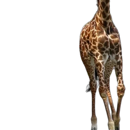 animal, creature, staff, umbrella transparent PNG cut-out