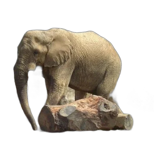 animal, creature, staff, furniture transparent PNG cut-out