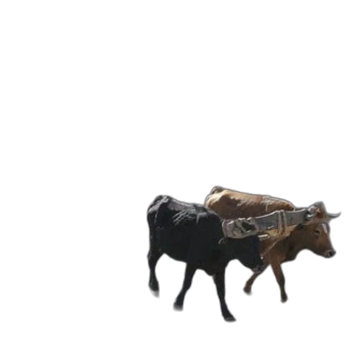 animal, weapon, furniture, car transparent PNG cut-out