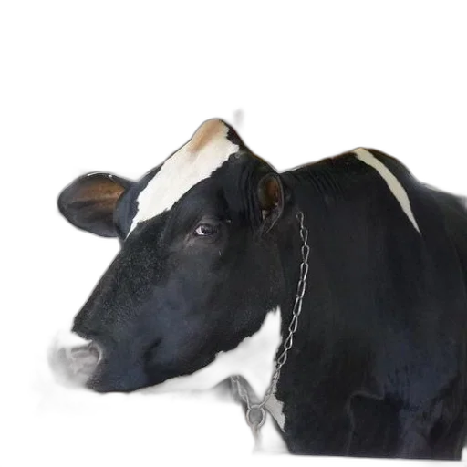 animal, hat, mask, food transparent PNG cut-out