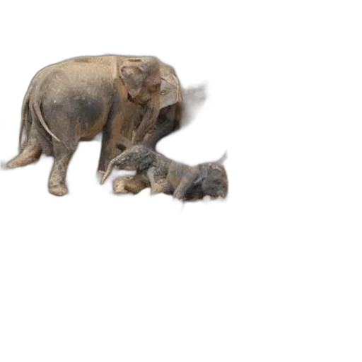 animal, concept art, photorealistic, 3d render transparent PNG cut-out