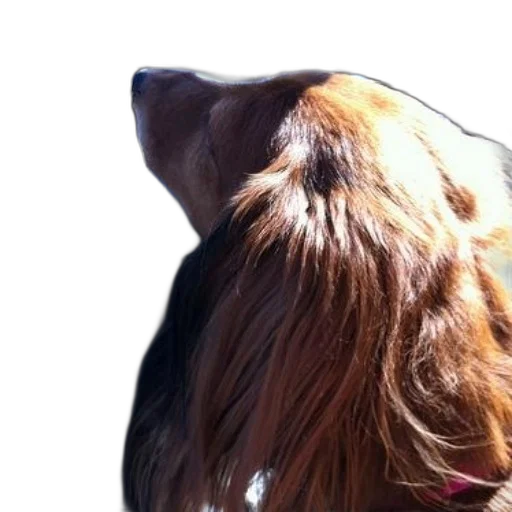 hair, animal, creature, staff transparent PNG cut-out