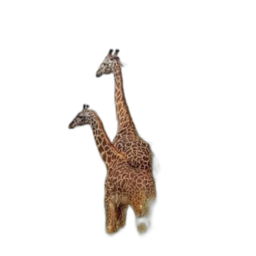 animal, creature, staff, hat transparent PNG cut-out